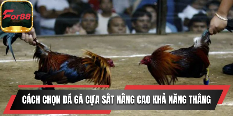 Biết cách chọn đá gà cựa sắt nâng cao khả năng thắng
