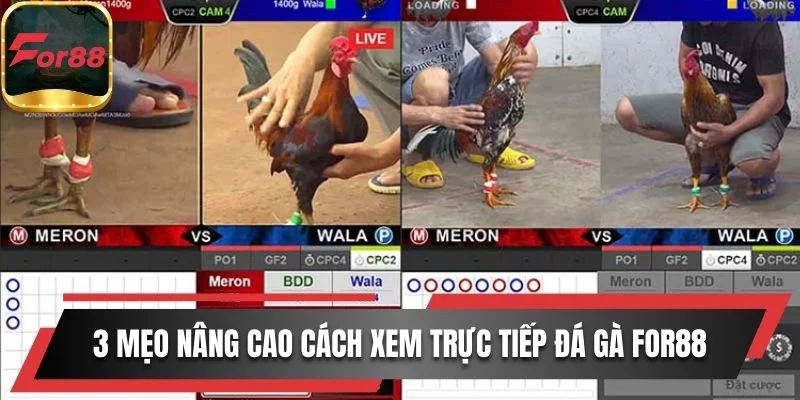 Gợi ý 4 mẹo nâng cao cách xem trực tiếp đá gà For88