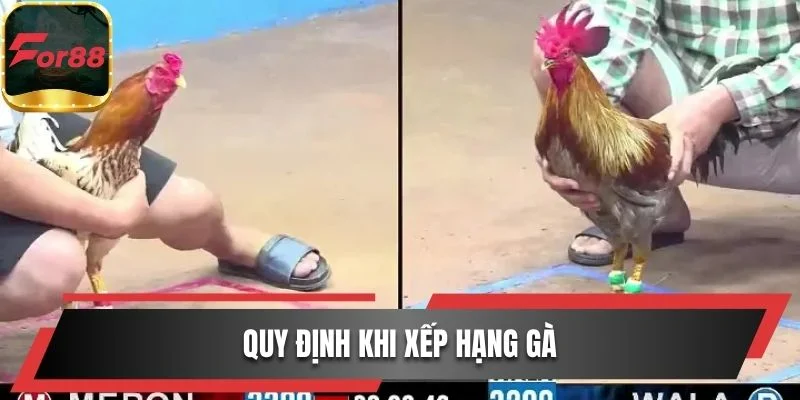 Quy định khi xếp hạng gà