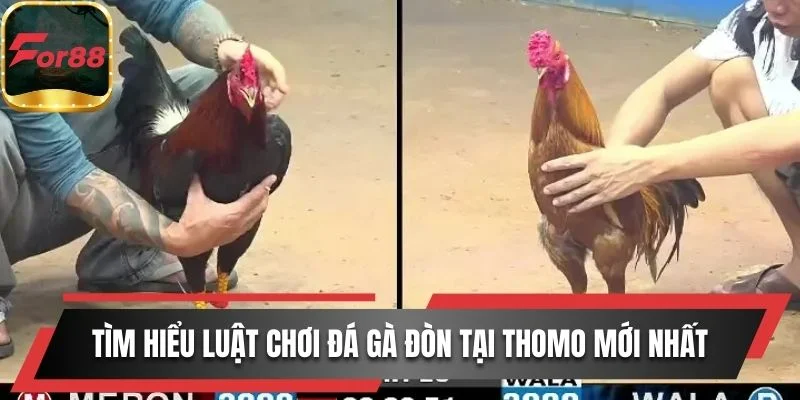 Thưởng thức đa dạng thể loại đá gà Thomo, cựa sắt và cựa dao
